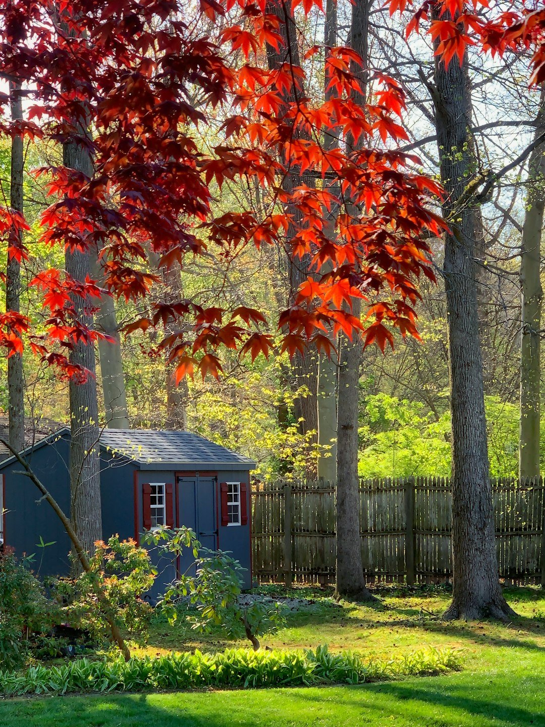 The morning sunlight shines down upon the wooded area, just beyond the wooden fence behind the gray tool-shed.