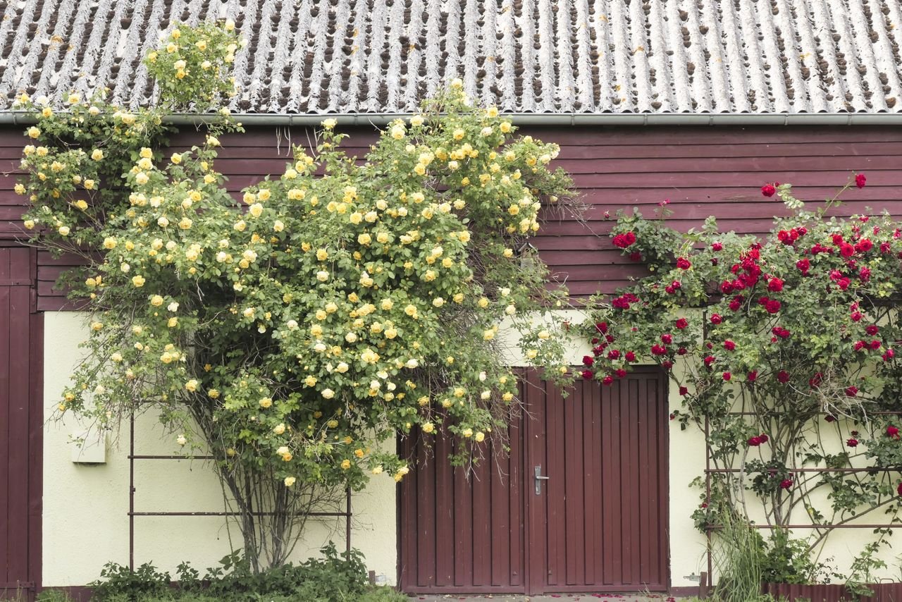 Beautiful yellow and red roses in full bloom adorn a charming rustic barn.